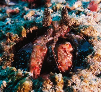 Mantis Shrimp